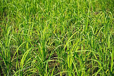 向巨大的怪兽发动逆转的一击“怪兽 8号 THE GAME”  原创故事情报解禁